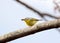 Grey hooded warbler