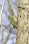 Grey-hooded woodpecker , male / Picus canus
