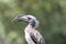 GREY HORNBILL