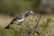 Grey hornbill, Serengeti, Tanzania