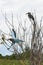 Grey hornbill sitting in some branches with violet breasted roller