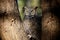 Grey Horned Owl in Colorado Park