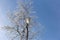 Grey horned owl perched on snow covered tree.