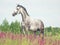 Grey horse in blossom meadow