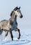 Grey horse - close up portrait in motion