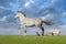 Grey horse with dog