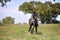 Grey horse in field