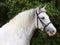 Grey Horse Head Shot