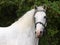 Grey Horse Head Shot