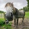 A grey horse looking close at the camera over an electrical fence