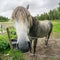 A grey horse looking close at the camera over an electrical fence