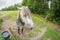 A grey horse looking close at the camera over an electrical fence