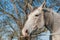 Grey horse in a meadow behind an electric fence