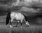 The grey horse on a meadow before a thunder-storm