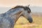 Grey horse portrait