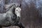 Grey horse portrait in motion