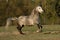 Grey horse runs gallop on meadow in summer time