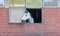 Grey horse stands in a exposed brickwork horse box and looks out of an open window to the left, on a cloudy day