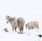 Grey horses in a deep white out snow storm