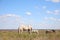 Grey horses grazing on green pasture. Beautiful pet