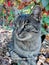 Grey housecat with colorful leaves
