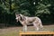 grey husky dog