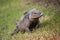 Grey Iguana in Dominican Republic 2