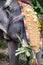 Grey indian domestic elephant with golden decoration eats green palm leaves