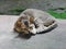 Grey Indian feral cat in the mud at a shelter in Debagarh, Odisha, India in October 2021....