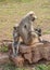 Grey Indian monkey - Female langur resting with her baby