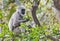 Grey Indian monkey - Langur foraging on tree in an Indian Forest