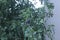 Grey indian pegion sitting on tree branch