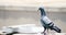 Grey Indian Tow Pigeon