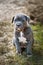 Grey Italian Mastiff puppy