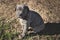 Grey Italian Mastiff puppy