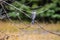 Grey Jay, Kananaskis country, Alberta, Canada