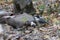 A Grey Jay pecking at a deer hide