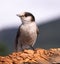 Grey Jay Whiskey Jack Bird Watching Animal Wildlife