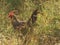 A Grey Jungle Fowl