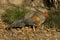 Grey junglefowl, Sonnerat`s junglefowl Gallus sonneratii.