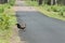 Grey Junglefowl at Tadoba Tiger reserve Maharashtra,India