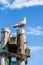 Grey Juvenile Western Herring Seagull (Larus occidentalis)