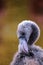 Grey juvenile young American flamingo, Phoenicopterus ruber