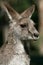 Grey Kangaroo, Australia