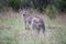 Grey kangaroo closeup