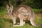 Grey kangaroo - Grampians Australian national park