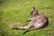 Grey kangaroo - Grampians Australian national park