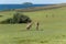 Grey Kangaroo Group in a Green Meadow with Sea Scene at Background. Nature Concept. Wildlife Concept