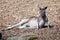 Grey Kangaroo relaxing in the sun