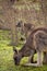 Grey kangaroos - Grampians Australian national park